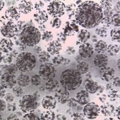 جودة  Protein Purification Magnetic Agarose Beads 10 - 30 μm 20% Volume Ratio 50 mL مصنع