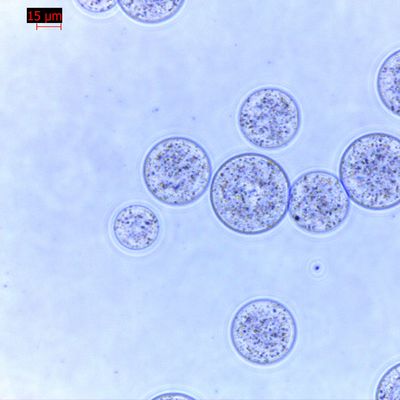 جودة  Agrose Magnetic Beads Protein Purification 30 μm 10% Volume Ratio 100 mL مصنع