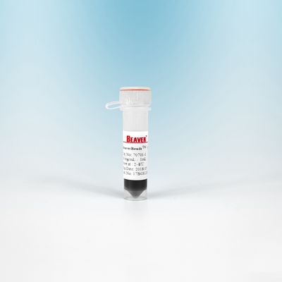10 مل حبات مغناطيسية BeaverBeads NHS 300 نانومتر لعزل الخلايا ذات الحساسية العالية