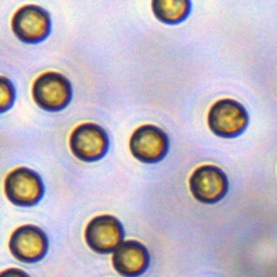 5 ميكرومتر Streptavidin SA Magbeads لالتقاط المسبار 10 مجم / مل 1 مل