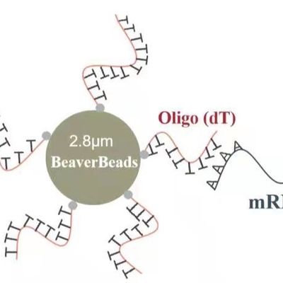 2 مل 2.8 ميكرومتر Oligo dT الخرز المغناطيسي التقاط عالية الجودة مرنا