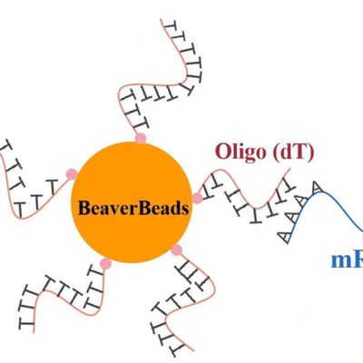 1 مل 2.8 ميكرومتر Oligo dT حبات مغناطيسية لمجموعة بناء مكتبة الحمض النووي FDA