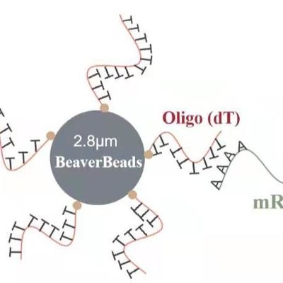 5 مل 2.8 ميكرومتر Oligo dT المغناطيسي الخرز مكتبة Dna مجموعة البناء التقاط عالية الجودة مرنا